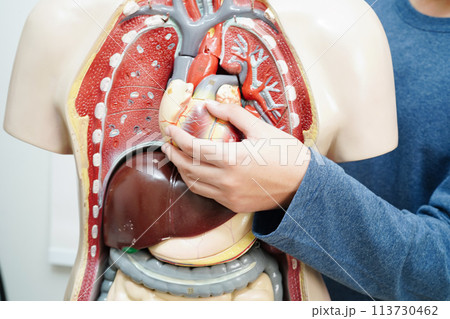 Asian student learning with human body model in anatomy biology in classroom at high school. 113730462