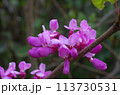 ハナズオウ 113730531