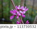 ハナズオウ 113730532