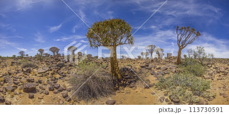 Panoramic picture of a quiver tree in the quiver tree forest near Keetmanshoop in southern Namibia 113730591