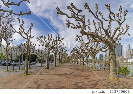 Picture of the Frankfurt skyline with avenue trees during the day i 113730601