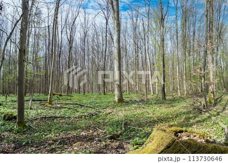 Picture in a marshy forest in spring 113730646