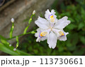 シャガ 113730661