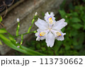 シャガ 113730662