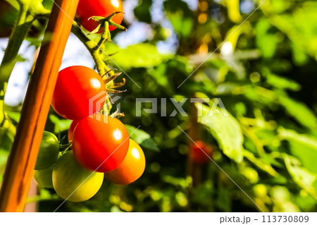 赤く色づくミニトマト家庭菜園 赤く色づくミニトマト家庭菜園 113730809