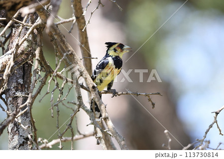 ムナオビオナガゴシキドリ 113730814