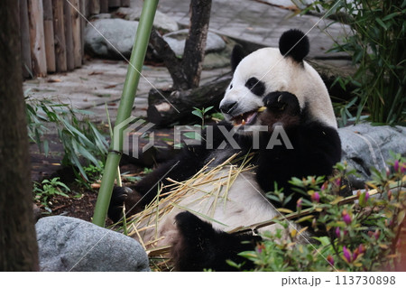 お腹に竹をたくさんのせながら食べるパンダがいる成都ジャイアントパンダ繁育研究基地の風景 お腹に竹をたくさんのせながら食べるパンダがいる成都ジャイアントパンダ繁育研究基地の風景 113730898