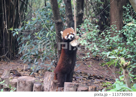 成都ジャイアントパンダ繁育研究基地にいるレッサーパンダが餌を食べようと竹製のエサ入れを持ち立つ風景 成都ジャイアントパンダ繁育研究基地にいるレッサーパンダが餌を食べようと竹製のエサ入れを持ち立つ風景 113730903