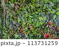plant wall, green plant decoration on the wall and make it look fresh and beautiful. Decorate the garden with fake plants on the wall of the house for Nature background of green forest 113731259