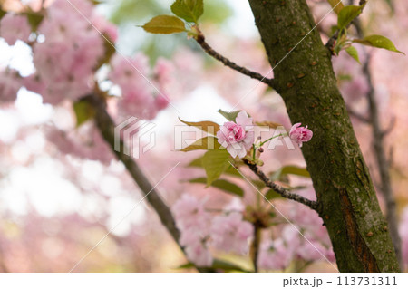 Pink delicate flowers of Japanese cherry blossom, close-up 113731311