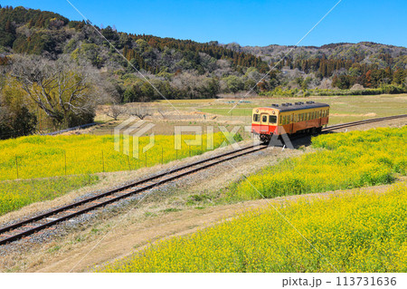 【千葉県市原市】小湊鉄道と菜の花の青空風景 113731636