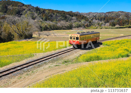 【千葉県市原市】小湊鉄道と菜の花の青空風景 113731637
