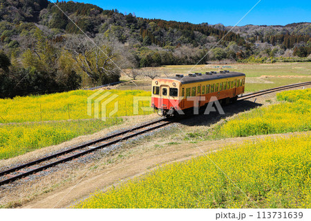 【千葉県市原市】小湊鉄道と菜の花の青空風景 【千葉県市原市】小湊鉄道と菜の花の青空風景 113731639