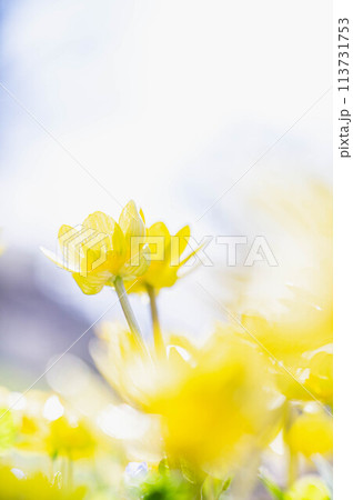 ふんわり黄色い春の花 ふんわり黄色い春の花 113731753
