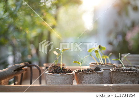 Outdoor gardening small sprout growing plant in paper pots Outdoor gardening small sprout growing plant in paper pots 113731854