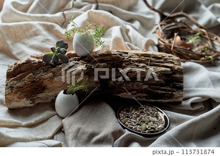 A bird nest made of twigs, grass, and natural materials, with a broken egg inside. The nest is built on the ground using soil, wood, and terrestrial plants A bird nest made of twigs, grass, and natural materials, with a broken egg inside. The nest is built on the ground using soil, wood, and terrestrial plants 113731874