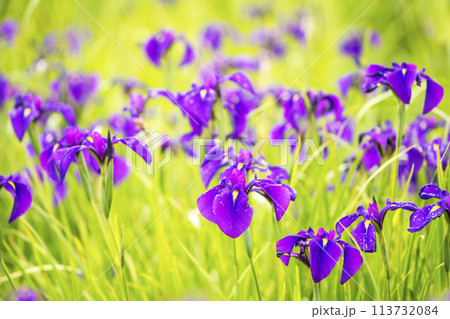 群生する花菖蒲　斎宮のハナショウブ群落　天然記念物どんど花　ノハナショウブの花 113732084