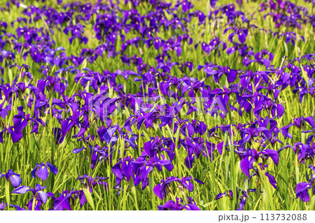 群生する花菖蒲　斎宮のハナショウブ群落　天然記念物どんど花　ノハナショウブの花 113732088
