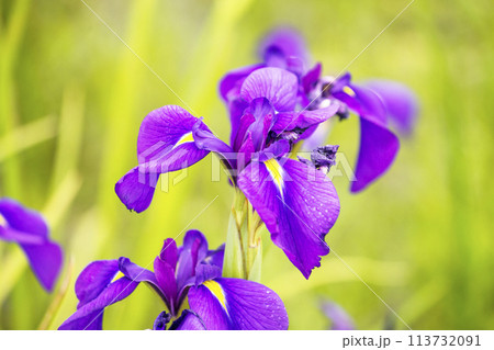 群生する花菖蒲　斎宮のハナショウブ群落　天然記念物どんど花　ノハナショウブの花 113732091