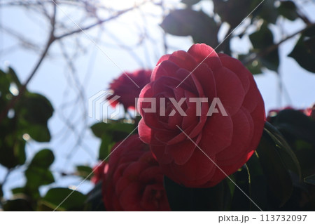白く輝く太陽と青空をぼかして赤い花びらの椿の花にピントを合わせアップで撮影した風景 白く輝く太陽と青空をぼかして赤い花びらの椿の花にピントを合わせアップで撮影した風景 113732097