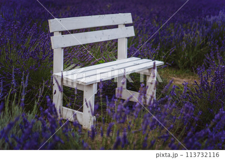 The bench is situated in a field of lavender in a beautiful setting 113732116