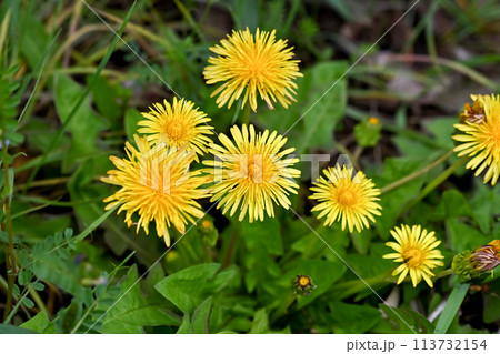 たんぽぽ(在来種) たんぽぽ(在来種) 113732154