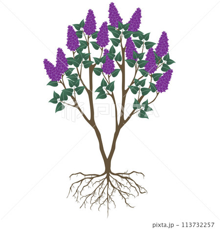 Lilac bush with flowers and roots on a white background. 113732257
