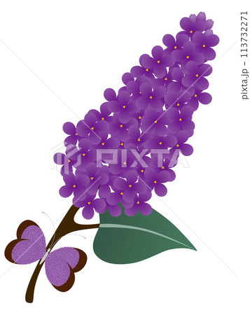 Lilac branch with a butterfly on a white background. 113732271