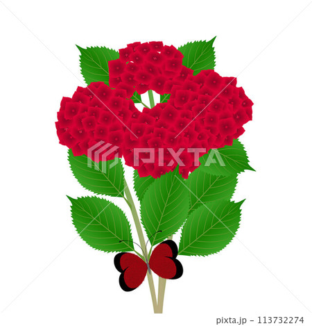 Bouquet of red hydrangea with butterfly on a white background. 113732274
