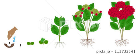Cycle of growth of red hydrangea isolated on a white background. 113732541