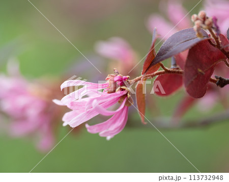 美しいベニバナトキワマンサク 113732948