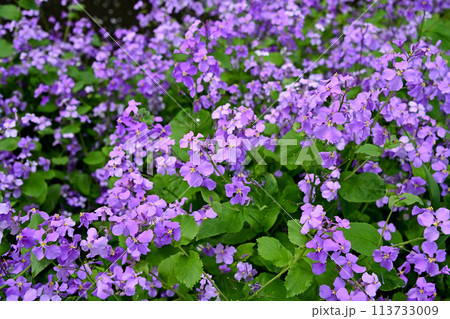 ムラサキハナナ 113733009
