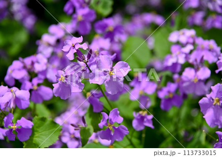 ムラサキハナナ 113733015