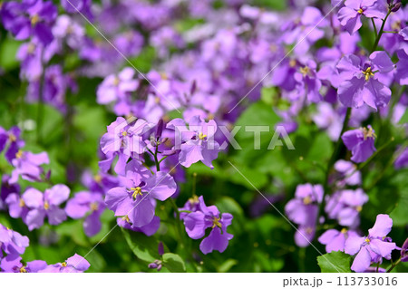 ムラサキハナナ 113733016