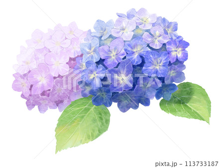 紫陽花の水彩イラスト 113733187