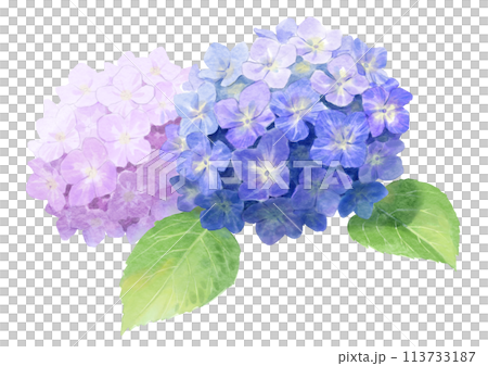紫陽花の水彩イラスト 113733187