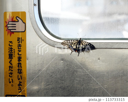 電車の中の蝶 113733315