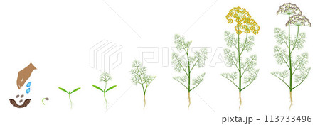 Cycle of growth of dill plant isolated on a white background. 113733496