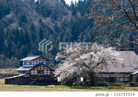 山里の遅い春の到来　大きな日本家屋の守り桜 113733554