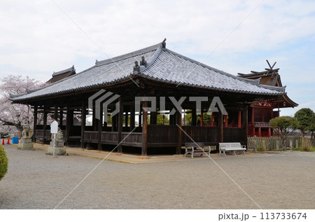 浄土寺 八幡神社と桜 浄土寺 八幡神社と桜 113733674