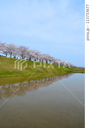 おの桜づつみ回廊 おおべ逆さ桜 おの桜づつみ回廊 おおべ逆さ桜 113733677