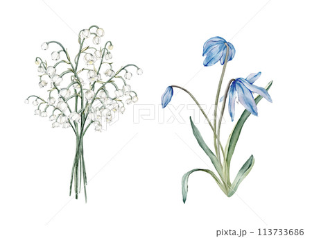 A bouquet of the light blue scillas and white lilies of the valley - first spring flowers. Watercolor botanical illustration of delicate lilac flowers. Hand drawn isolated on white background. A bouquet of the light blue scillas and white lilies of the valley - first spring flowers. Watercolor botanical illustration of delicate lilac flowers. Hand drawn isolated on white background. 113733686