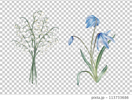A bouquet of the light blue scillas and white lilies of the valley - first spring flowers. Watercolor botanical illustration of delicate lilac flowers. Hand drawn isolated on white background. 113733686