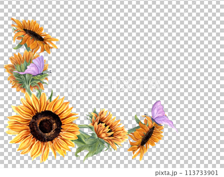 Sunflowers and butterflies. Bright summer yellow flowers with fluttering pink insects. Horizontal vintage frame with copy space for text. Watercolor illustration for greetings, invitations 113733901