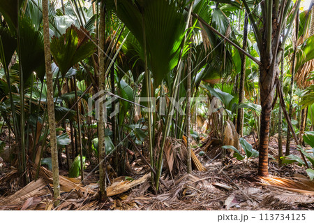 Natural landscape of palm trees forest of Vallee de Mai, Praslin island, Seychelles 113734125