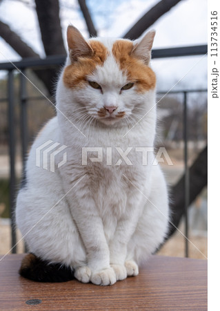 Chubby cat sitting on the table, Seoul Forest in South Korea 113734516