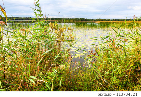 Summer landscape with a calm lake and reed beds 113734521