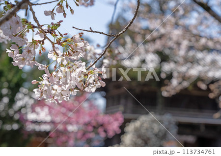 【第1番札所】霊山寺の桜【四国八十八箇所】 【第1番札所】霊山寺の桜【四国八十八箇所】 113734761