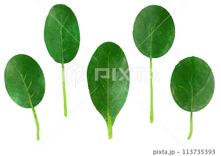 水彩で描いたベビーリーフのピノグリーン 113735393