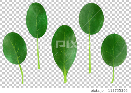 水彩で描いたベビーリーフのピノグリーン 113735393